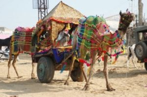 Camel-cart ride at pushkar mela