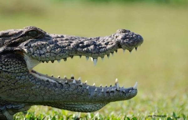 Rare close view of crocodile at crocodile and dolphin safari at dapoli