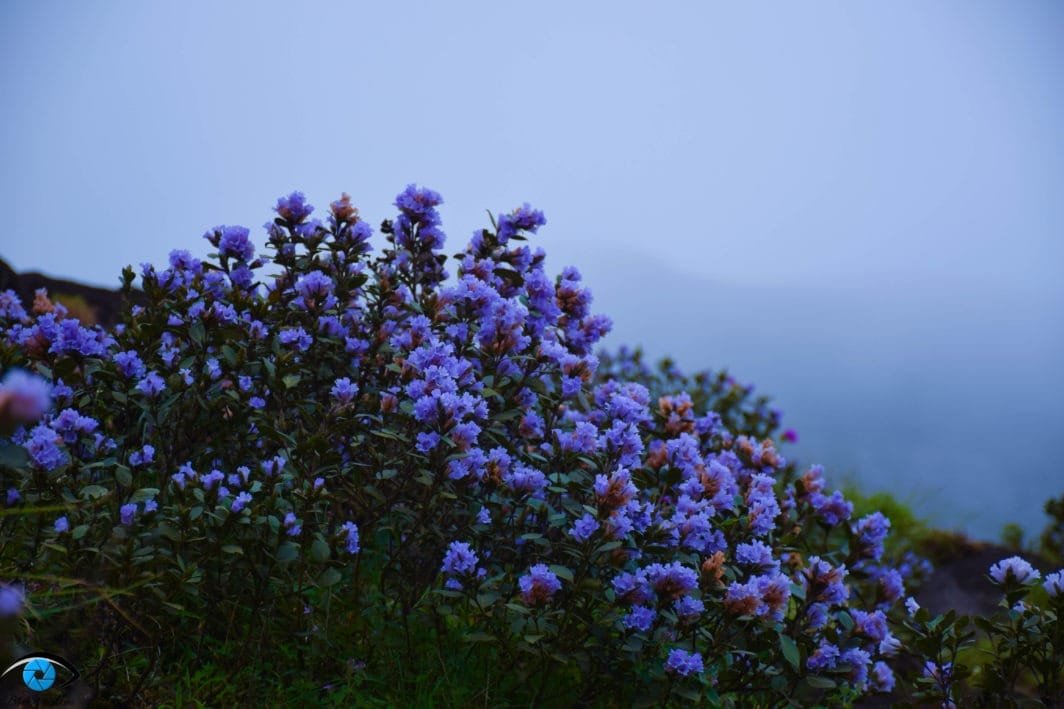 Neelakurinji flowers